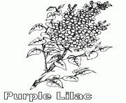 purple lilac flower