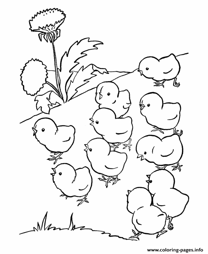 Cute Baby Chicks Preschool S Farm Animals8adb Coloring Pages Printable