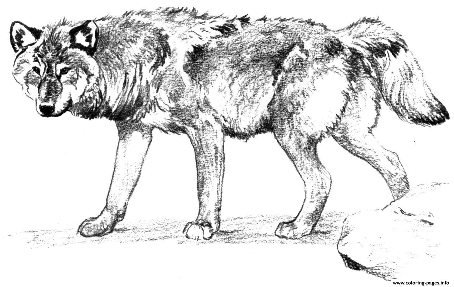 wolf alone coloring pages