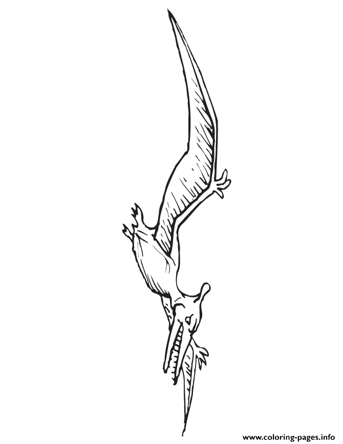 Pterodactyl Dinosaur 3 Coloring Pages Printable
