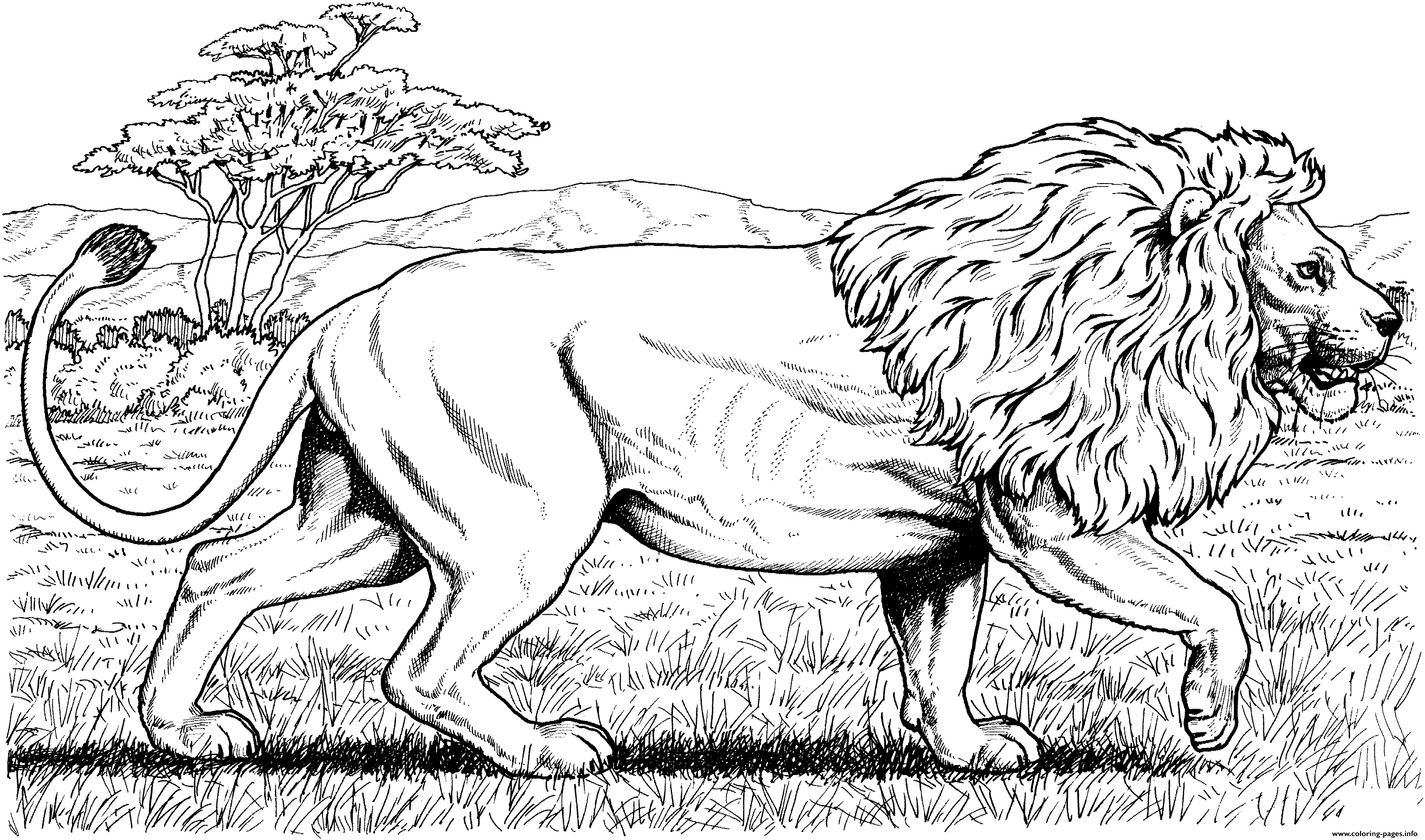 Walking African Lion Hard Adult Coloring Pages Printable Cats