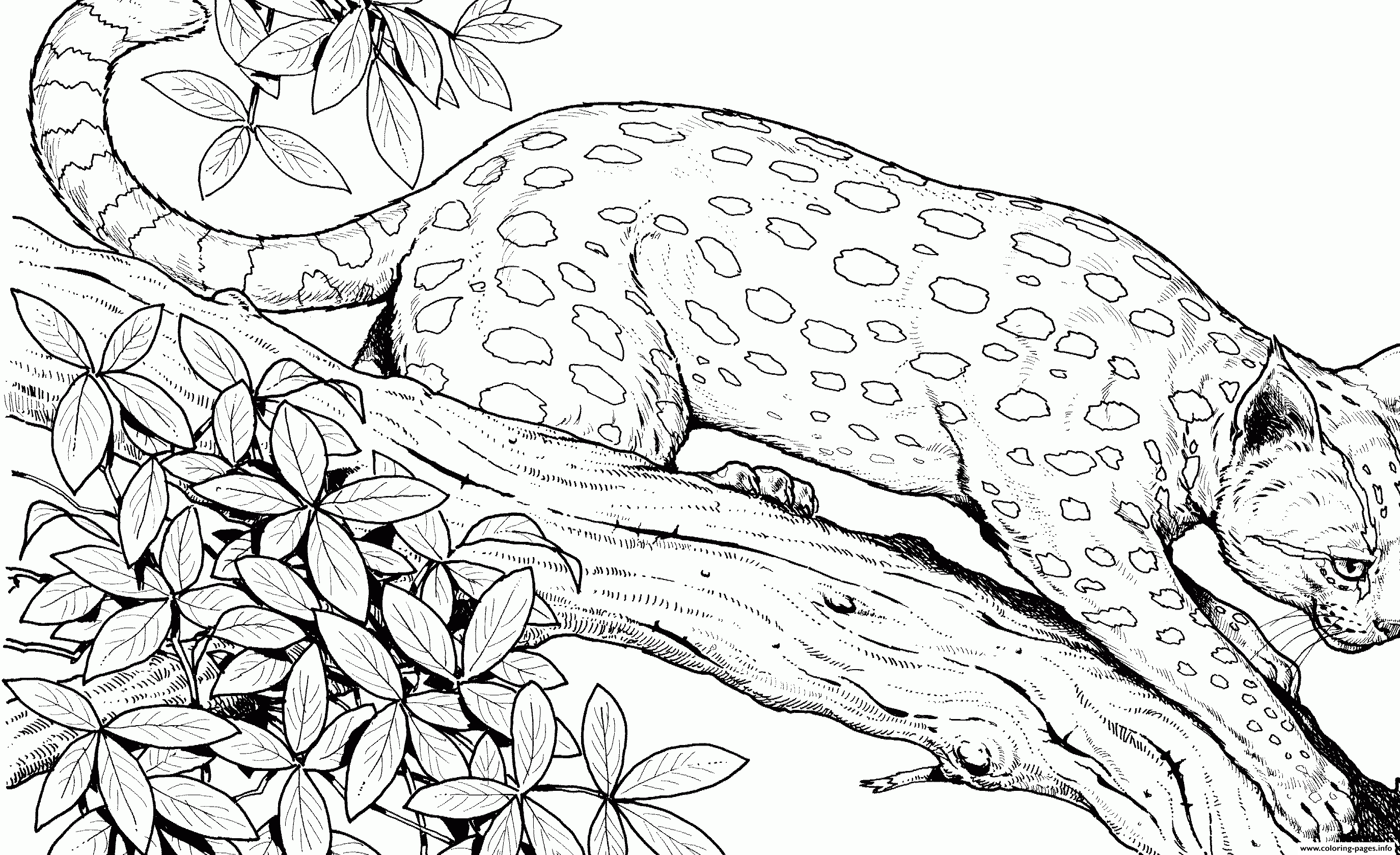 Advanced Animal Coloring Pages 100 Images Free Printable Cheetah Cat