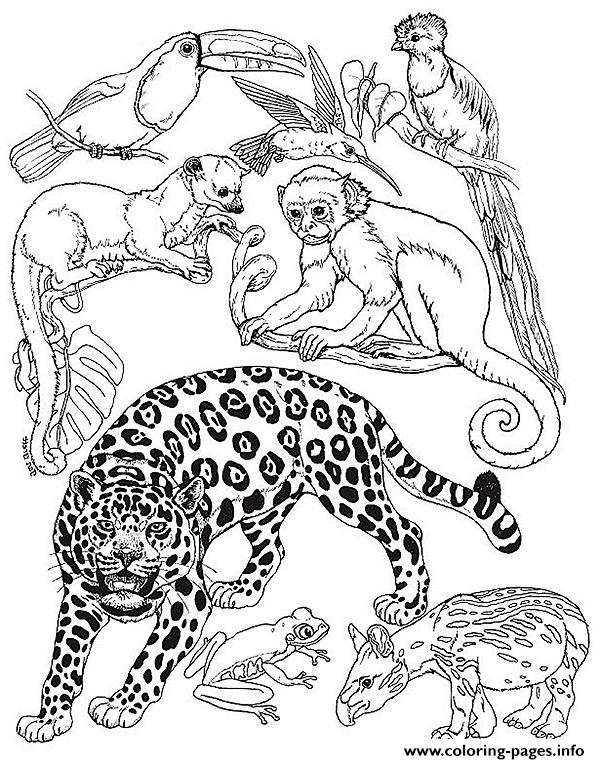 jan brett coloring pages for the umbrella - photo #2