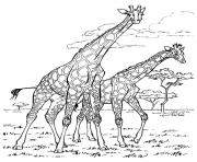 Printable adult africa giraffes coloring pages