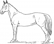 Printable horse s for free1e6d coloring pages