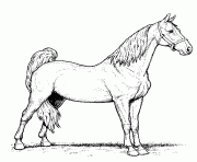 Printable wild arabian horse sf5a9 coloring pages