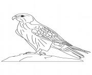 Printable animal falcon bird s27dc coloring pages