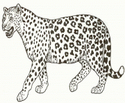 Printable animal s of a cheetah885b coloring pages