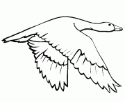 Printable printable animal s swan goose7d5c coloring pages