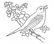 Printable birds preschool s zoo animals7984 coloring pages