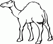 Printable camel preschool s zoo animalsdfd2 coloring pages
