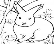 Printable rabbit s printable animals626d coloring pages
