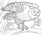 Printable animal barn owl s5551 coloring pages