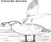 Printable canada goose printable animal s648f coloring pages