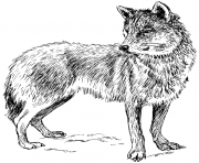 Printable adult real wolf coloring pages