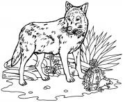 Printable wolf activities coloring pages