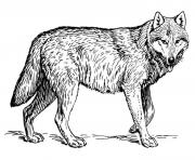 Printable wolf s to print out coloring pages