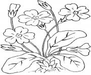 Printable kids flowers s7c59 coloring pages