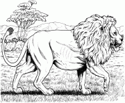 Printable walking african lion hard adult coloring pages