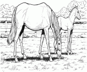 Printable grazzing mare horse and filly hard adult coloring pages