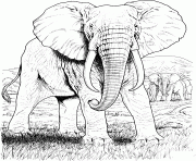 Printable elephant hard animal adult coloring pages