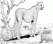 Printable cheetah in nature animal hard adult coloring pages