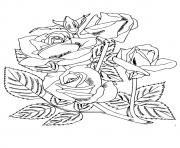 Printable four roses a4 coloring pages