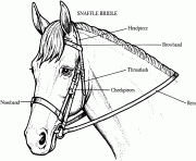 Printable Bridle on a Horse coloring pages