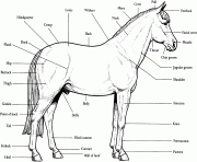 Printable Horse Anatomy coloring pages