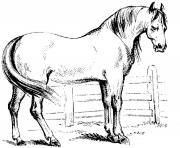 Printable Colt in Pasture coloring pages