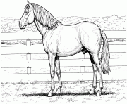 Printable Quarter Horse coloring pages