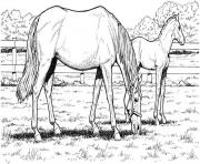 Printable Mare and Filly in Field coloring pages
