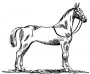Printable Standardbred horse coloring pages