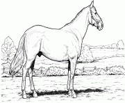Printable Horse in Field coloring pages