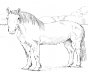 Printable horse irish draught coloring pages