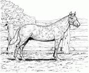 Printable horse with leopard spotted coat coloring pages