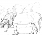 Printable horse shetland pony coloring pages