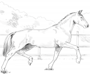 Printable horse oldenburg coloring pages