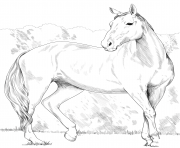 Printable horse heavy warmblood mare coloring pages
