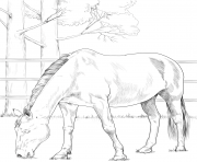 Printable horse danish warmblood coloring pages