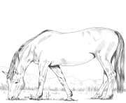 Printable hanoverian horse coloring pages