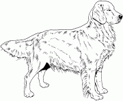 Printable golden retriever dog coloring pages