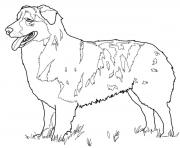 Printable australian shepherd dog coloring pages