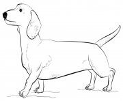 Printable dachshund coloring pages