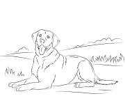 Printable labrador retriever cute dog coloring pages