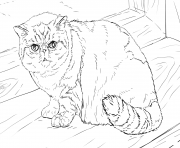 Printable exotic shorthair cat coloring pages