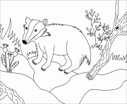 Printable badger animal simple coloring pages