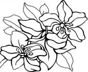 Printable tropical flower nature coloring pages