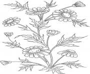 Printable chic flowers coloring pages