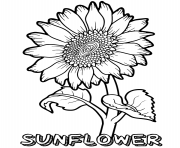 Printable sunflower flower coloring pages